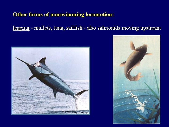 Other forms of nonswimming locomotion: leaping - mullets, tuna, sailfish - also salmonids moving