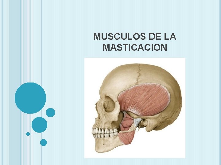 MUSCULOS DE LA MASTICACION 