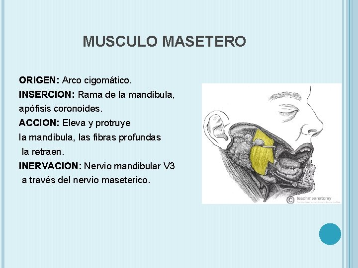 MUSCULO MASETERO ORIGEN: Arco cigomático. INSERCION: Rama de la mandíbula, apófisis coronoides. ACCION: Eleva