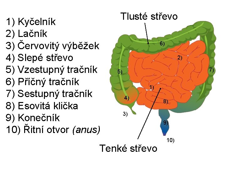 1) Kyčelník 2) Lačník 3) Červovitý výběžek 4) Slepé střevo 5) Vzestupný tračník 6)