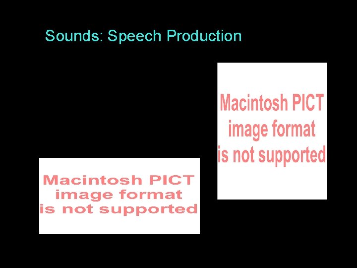 Sounds: Speech Production 