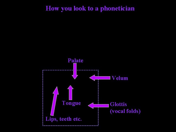How you look to a phonetician Palate Velum Tongue Lips, teeth etc. Glottis (vocal