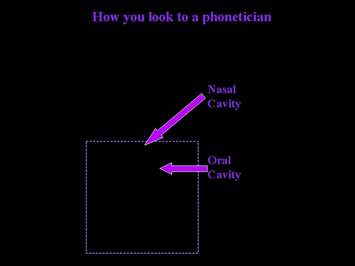 How you look to a phonetician Nasal Cavity Oral Cavity 