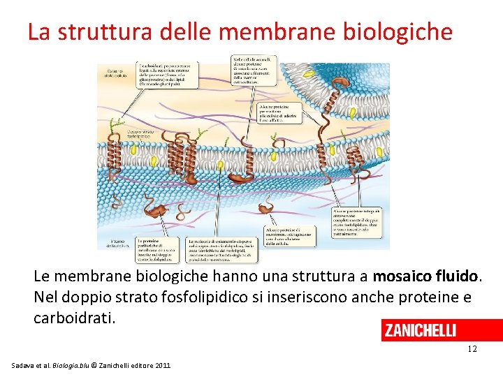 La struttura delle membrane biologiche Le membrane biologiche hanno una struttura a mosaico fluido.