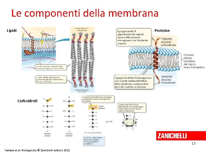 Le componenti della membrana Lipidi Proteine Carboidrati 13 Sadava et al. Biologia. blu ©