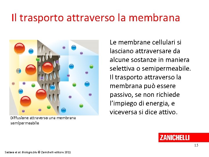 Il trasporto attraverso la membrana Diffusione attraverso una membrana semipermeabile Le membrane cellulari si