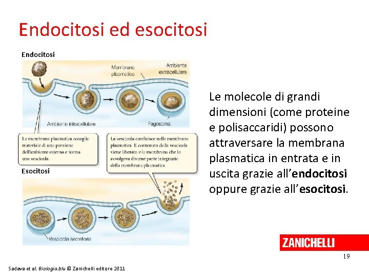 Endocitosi ed esocitosi Endocitosi Esocitosi Le molecole di grandi dimensioni (come proteine e polisaccaridi)