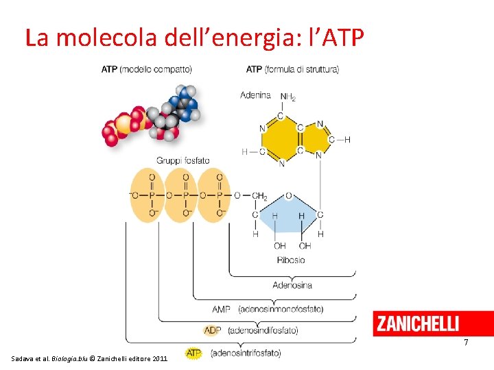 La molecola dell’energia: l’ATP 7 Sadava et al. Biologia. blu © Zanichelli editore 2011