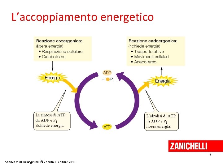 L’accoppiamento energetico 8 Sadava et al. Biologia. blu © Zanichelli editore 2011 