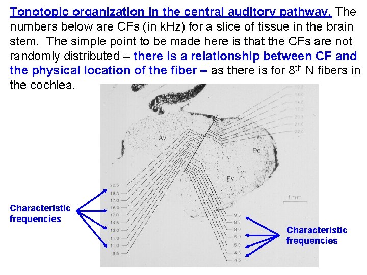 Tonotopic organization in the central auditory pathway. The numbers below are CFs (in k.