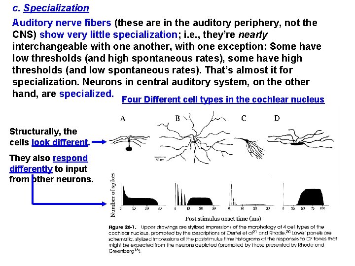 c. Specialization Auditory nerve fibers (these are in the auditory periphery, not the CNS)