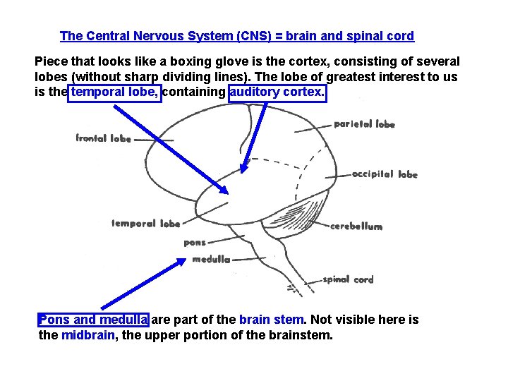 The Central Nervous System (CNS) = brain and spinal cord Piece that looks like