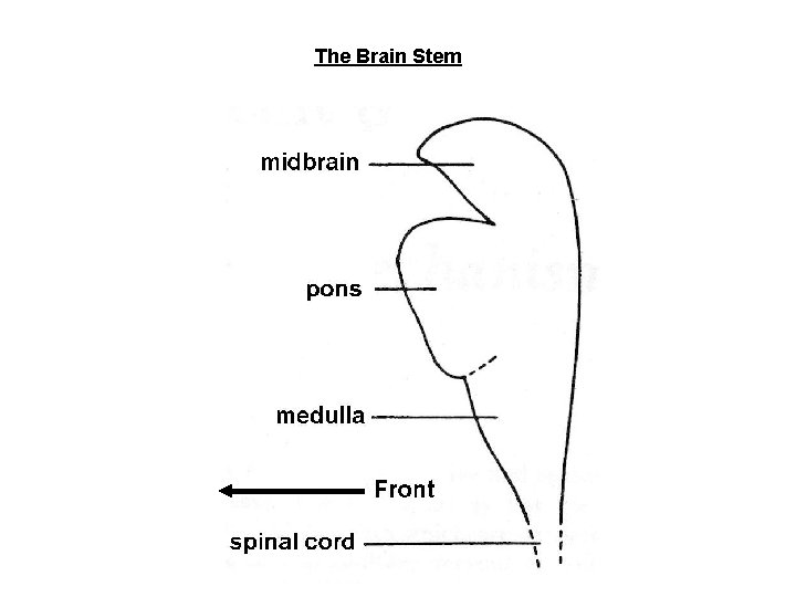 The Brain Stem 