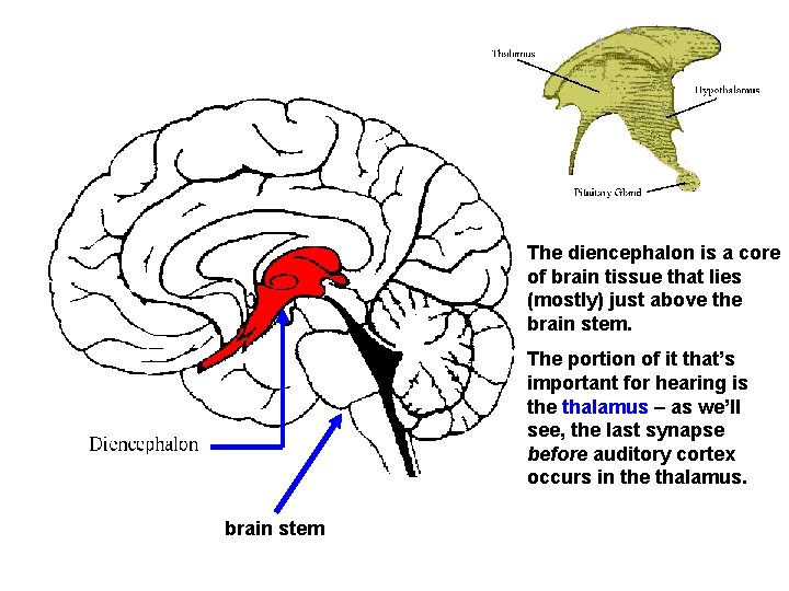 The diencephalon is a core of brain tissue that lies (mostly) just above the