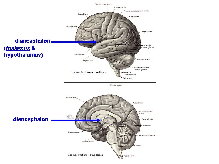 diencephalon (thalamus & hypothalamus) diencephalon 