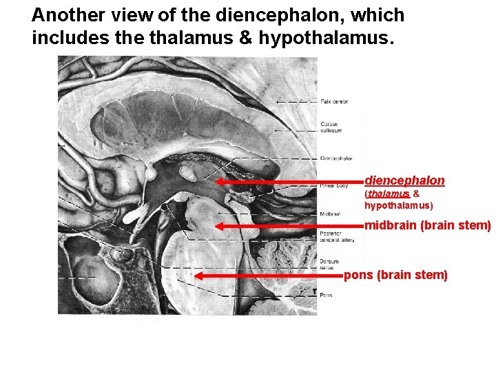 Another view of the diencephalon, which includes the thalamus & hypothalamus. diencephalon (thalamus &