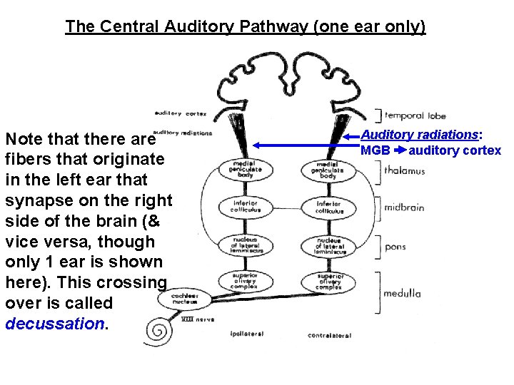 The Central Auditory Pathway (one ear only) Note that there are fibers that originate