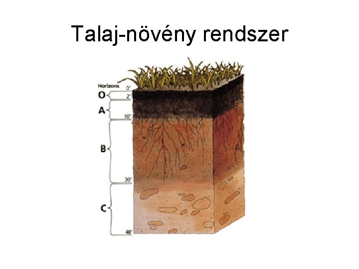 Talaj-növény rendszer Talaj-növény rendszer