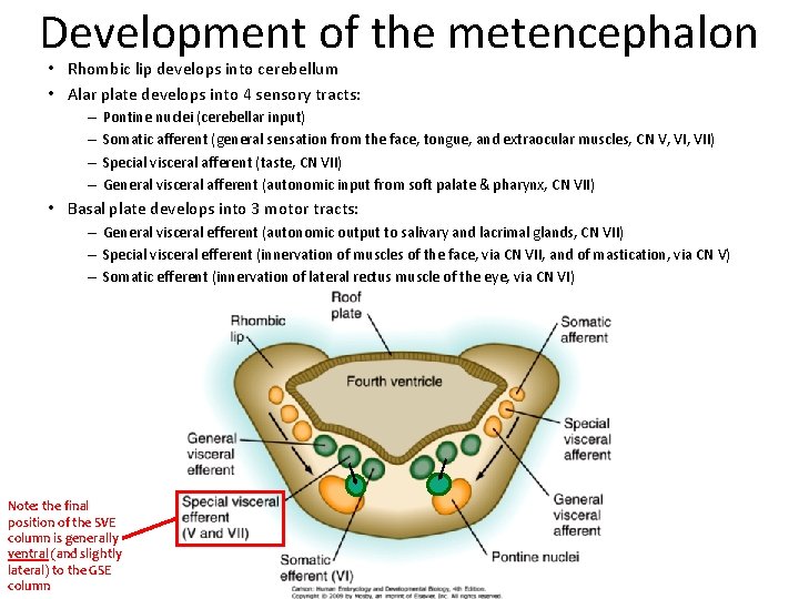 Development of the metencephalon • Rhombic lip develops into cerebellum • Alar plate develops