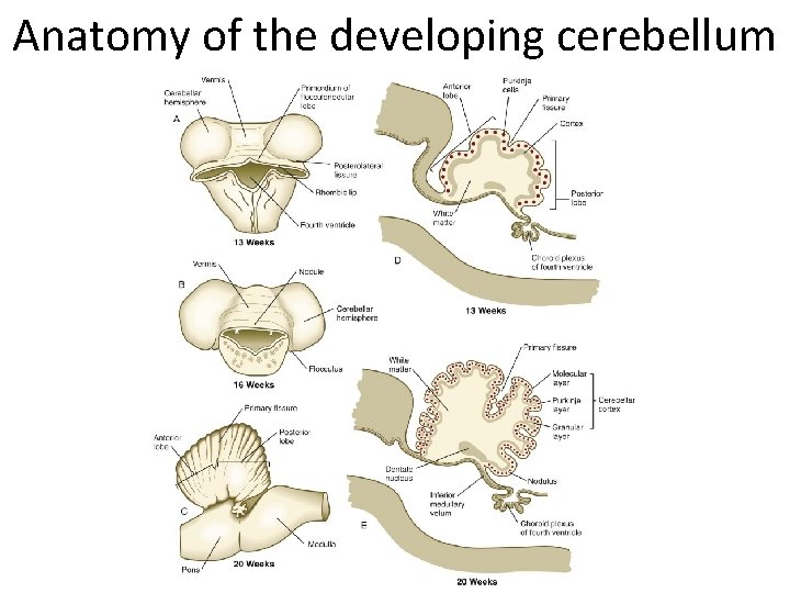 Anatomy of the developing cerebellum 