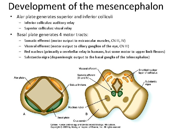 Development of the mesencephalon • Alar plate generates superior and inferior colliculi – Inferior