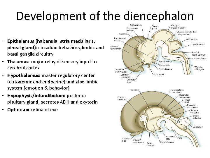 Development of the diencephalon • Epithalamus (habenula, stria medullaris, pineal gland): circadian behaviors, limbic