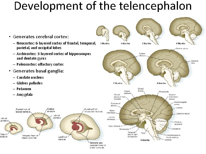 Development of the telencephalon • Generates cerebral cortex: – Neocortex: 6 -layered cortex of