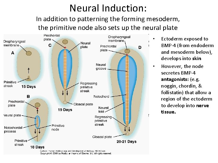 Neural Induction: In addition to patterning the forming mesoderm, the primitive node also sets