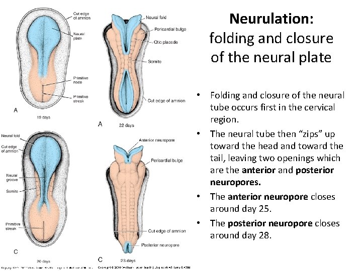 Neurulation: folding and closure of the neural plate • Folding and closure of the