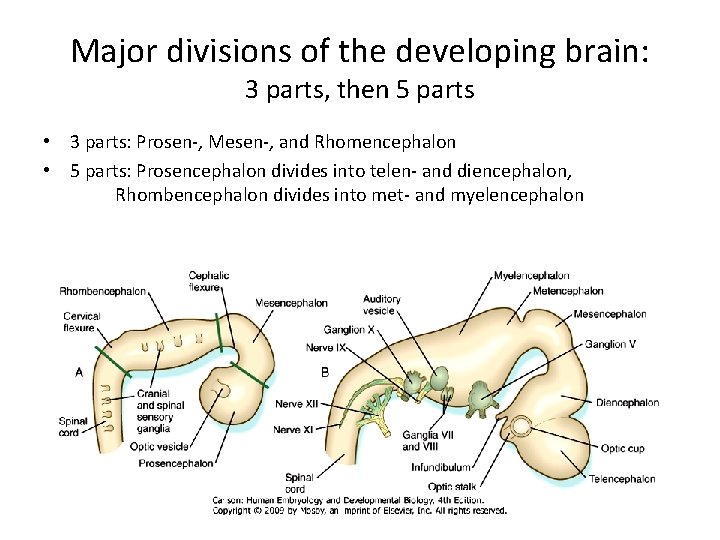 Major divisions of the developing brain: 3 parts, then 5 parts • 3 parts: