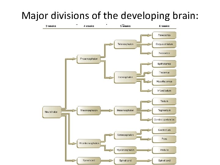 Major divisions of the developing brain: 3 parts, then 5 parts 