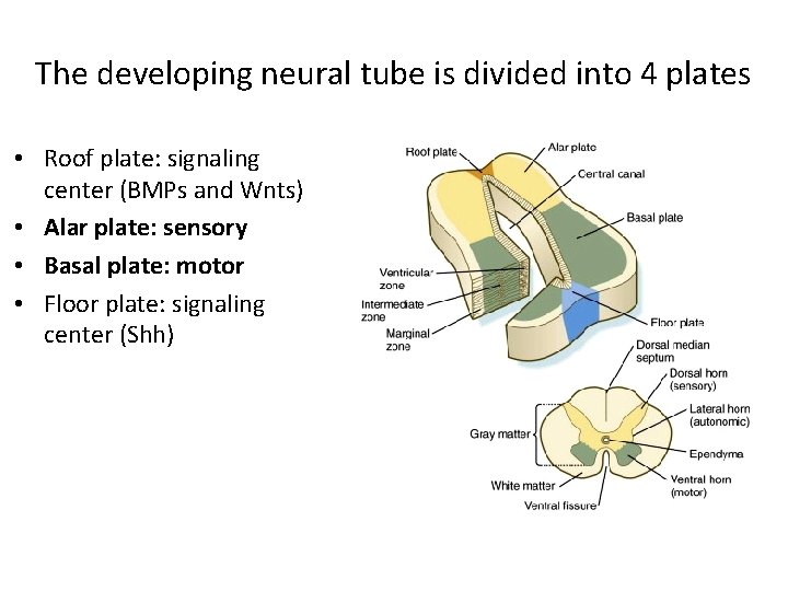 The developing neural tube is divided into 4 plates • Roof plate: signaling center