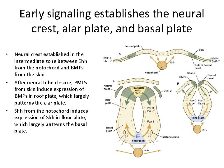 Early signaling establishes the neural crest, alar plate, and basal plate • • •