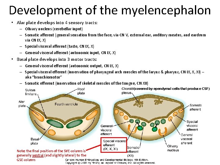 Development of the myelencephalon • Alar plate develops into 4 sensory tracts: – Olivary