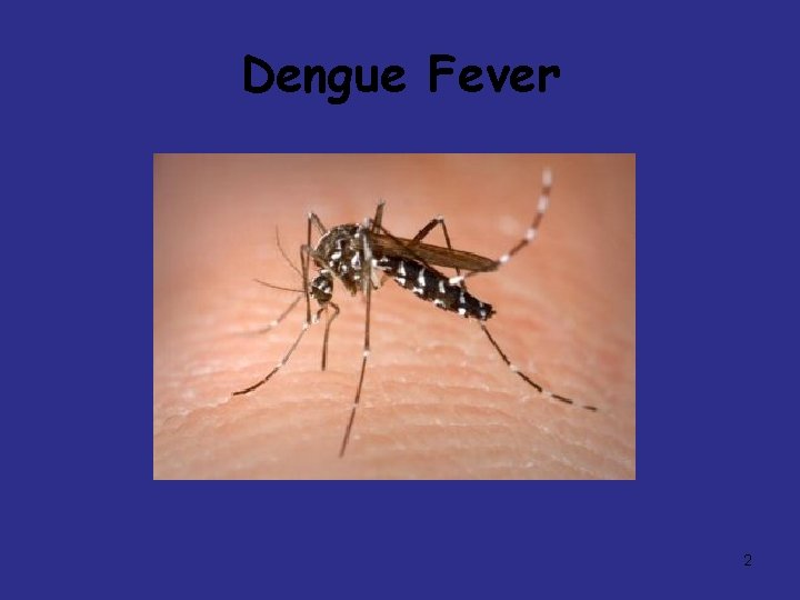 Dengue Fever 2 