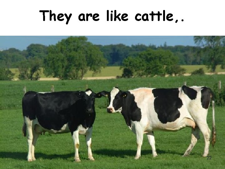 They are like cattle, . 22 