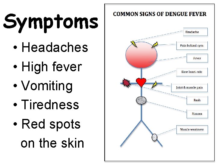 Symptoms • Headaches • High fever • Vomiting • Tiredness • Red spots on