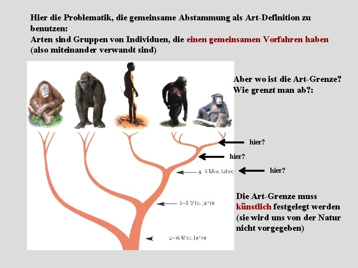 Kapitel Cladistische Stammbaumeinteilung Apomorphien Paraphylie Cladistik Und Das