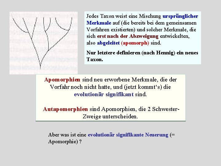 Kapitel Cladistische Stammbaumeinteilung Apomorphien Paraphylie Cladistik Und Das