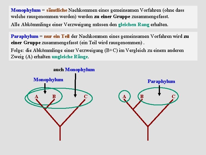 Kapitel Cladistische Stammbaumeinteilung Apomorphien Paraphylie Cladistik Und Das