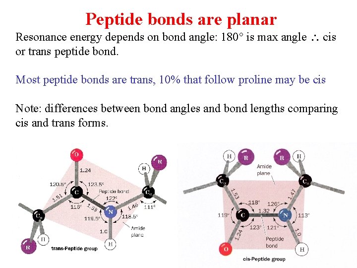 Peptide bonds are planar Resonance energy depends on bond angle: 180 is max angle