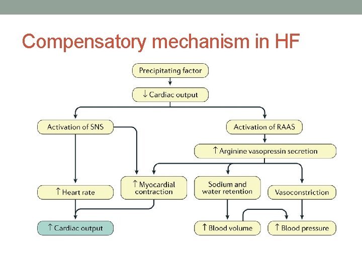 Compensatory mechanism in HF 