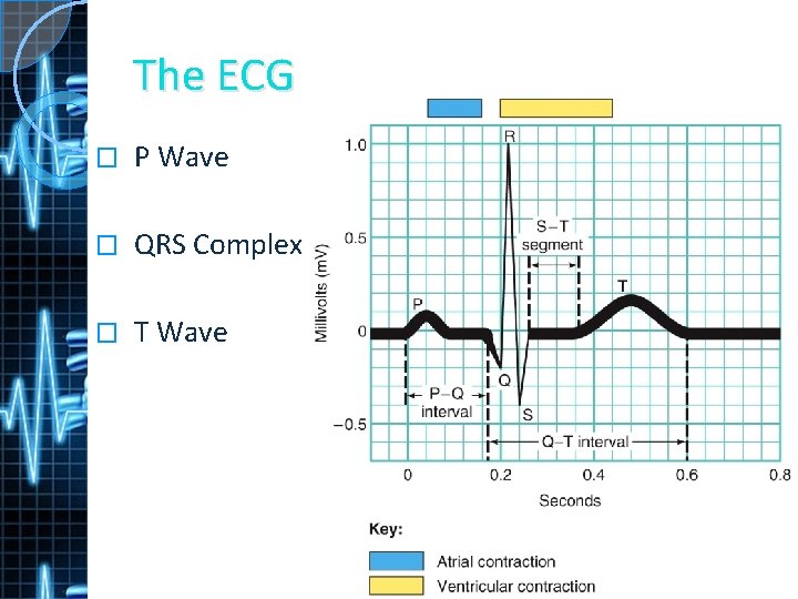 The ECG � P Wave � QRS Complex � T Wave 