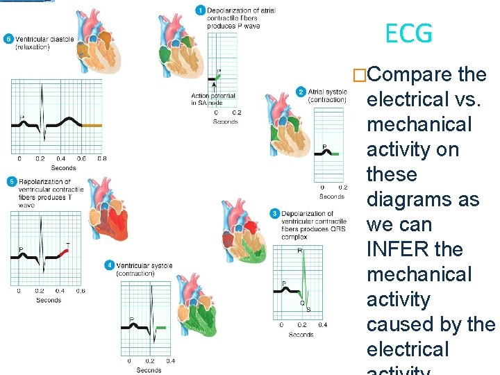 ECG �Compare the electrical vs. mechanical activity on these diagrams as we can INFER
