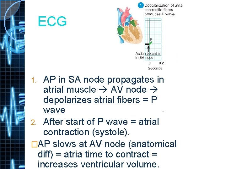 ECG AP in SA node propagates in atrial muscle AV node depolarizes atrial fibers