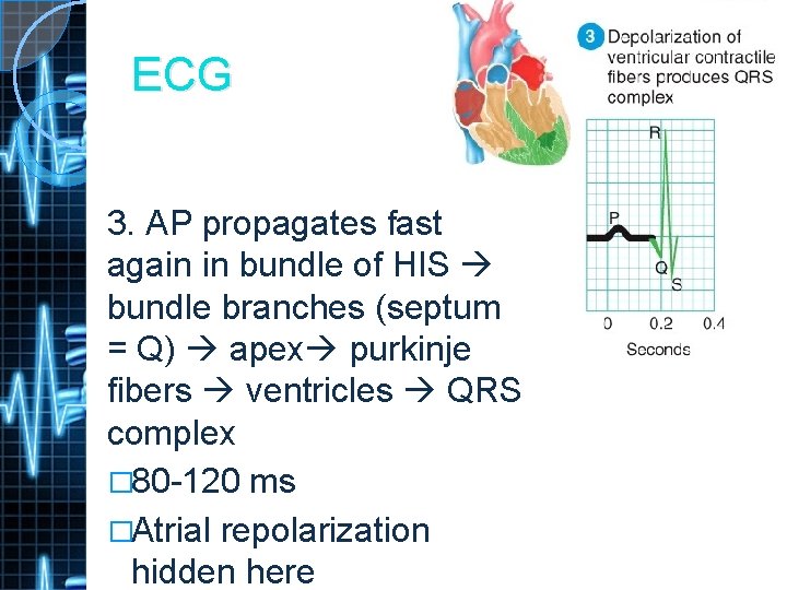 ECG 3. AP propagates fast again in bundle of HIS bundle branches (septum =