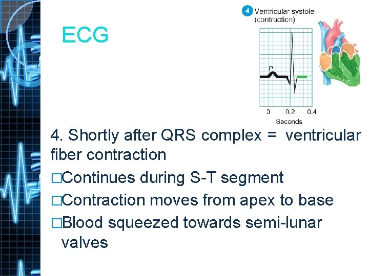 ECG 4. Shortly after QRS complex = ventricular fiber contraction �Continues during S-T segment
