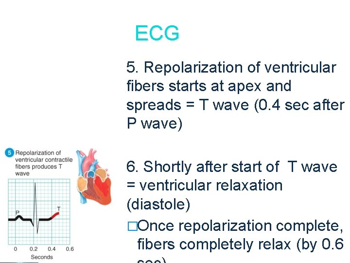 ECG 5. Repolarization of ventricular fibers starts at apex and spreads = T wave