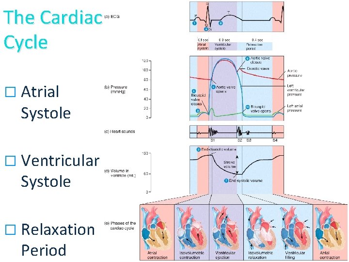 The Cardiac Cycle � Atrial Systole � Ventricular Systole � Relaxation Period 