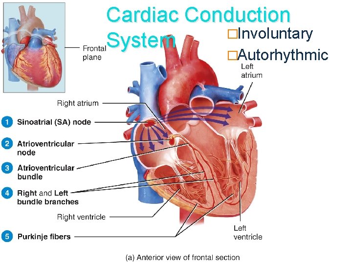 Cardiac Conduction �Involuntary System �Autorhythmic 